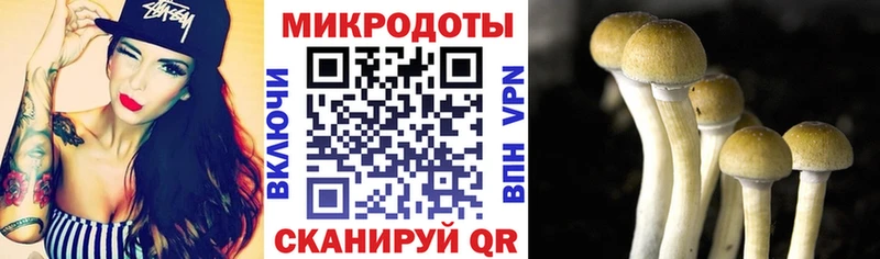 Галлюциногенные грибы Psilocybe  Каменка 
